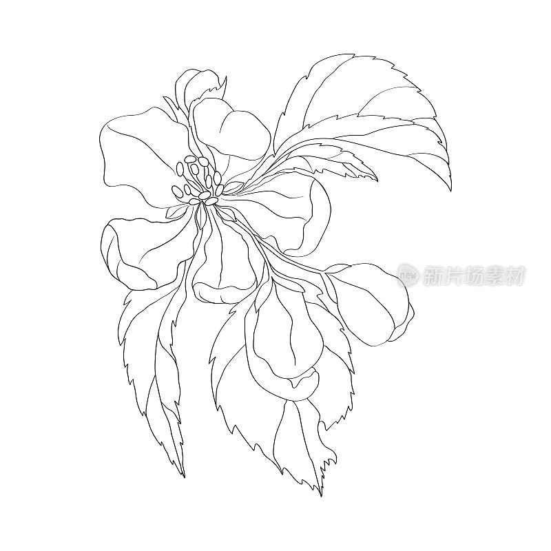 一朵花，花蕾，花瓣，雄蕊，叶子。用黑色墨水绘制的逼真的植物插图。
