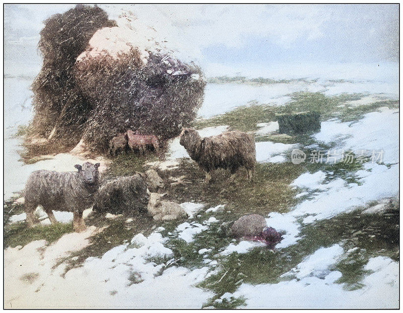古董画照片:羊与雪