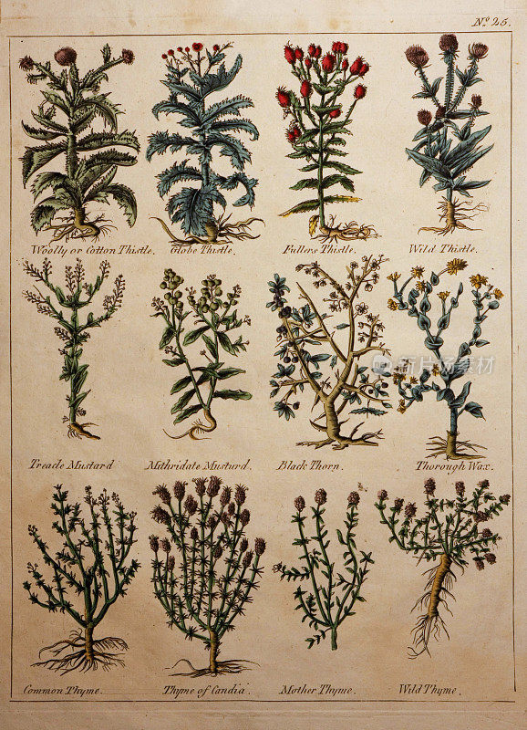 1652年1814年版本的Culpeppers草药
