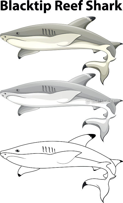 黑鳍礁鲨的涂鸦动物