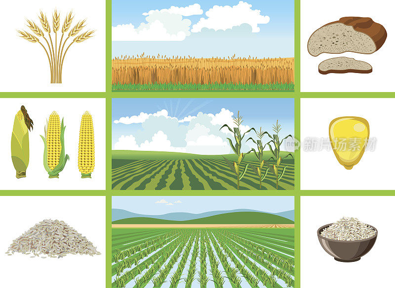 农业用地-小麦，玉米，水稻。