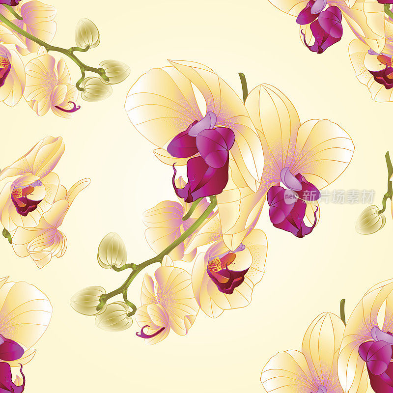 无缝纹理茎与花和芽美丽的黄色兰花蝴蝶兰特写复古矢量编辑插图