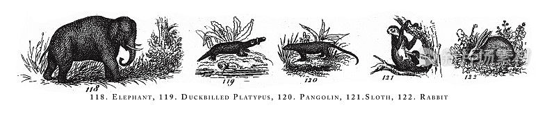 大象，鸭嘴兽，穿山甲，树懒，兔子，动物种类分类雕刻古董插图，1851年出版