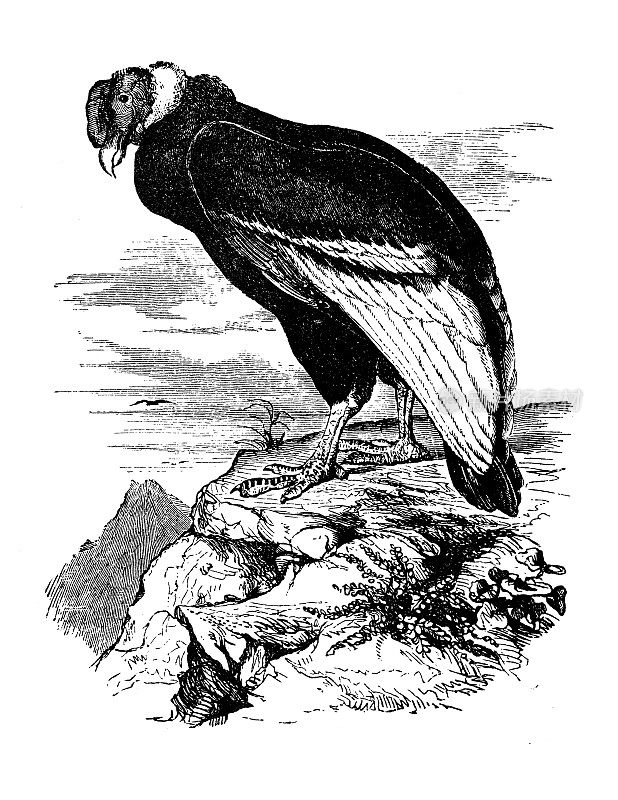 古董动物插图:安第斯秃鹰(鹰头狮)