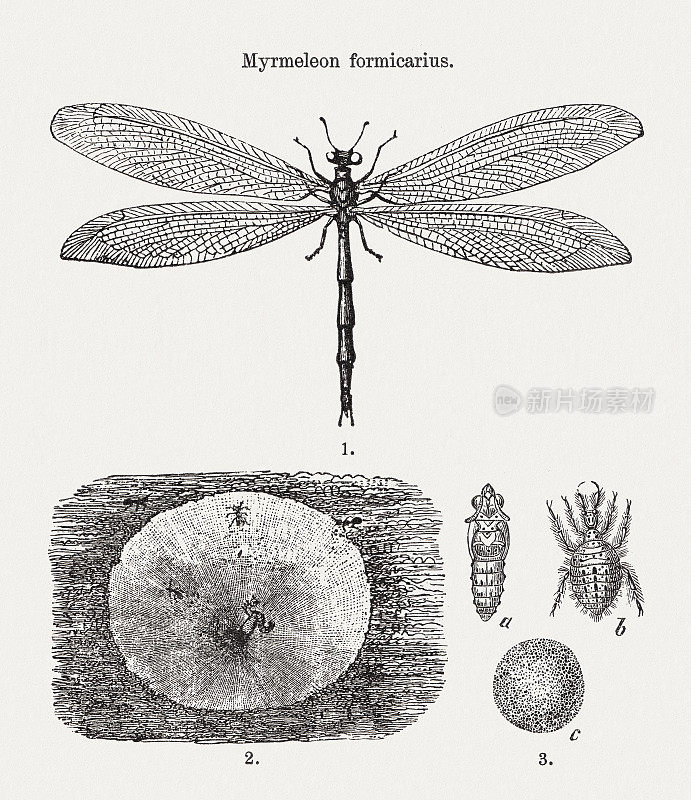 欧洲蚁狮(蚁蚁)，木版，1893年出版