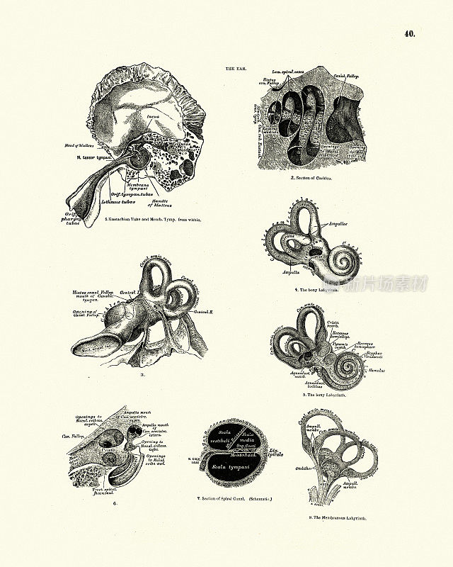 人体解剖学，耳，耳蜗，迷宫，维多利亚时代的解剖画