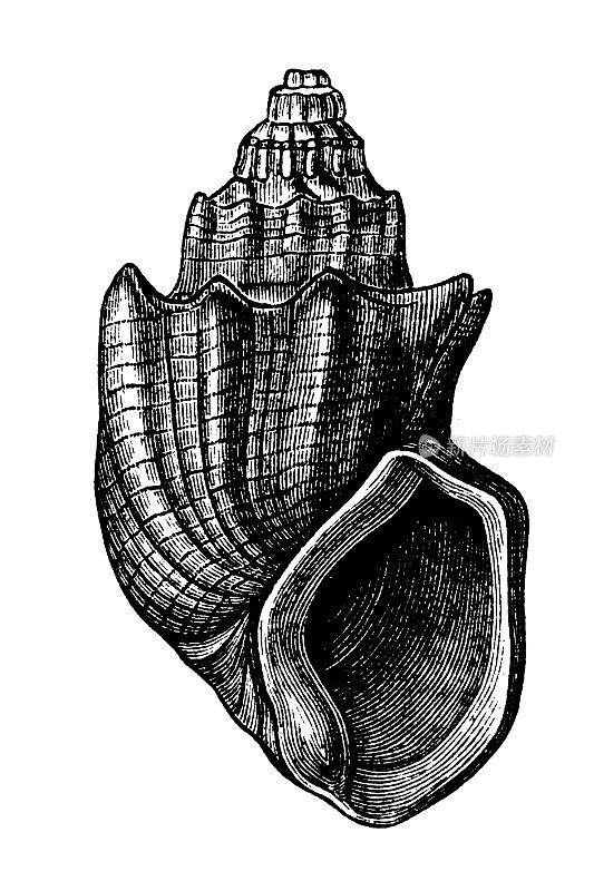 Pyrgulifera，来自上白垩纪