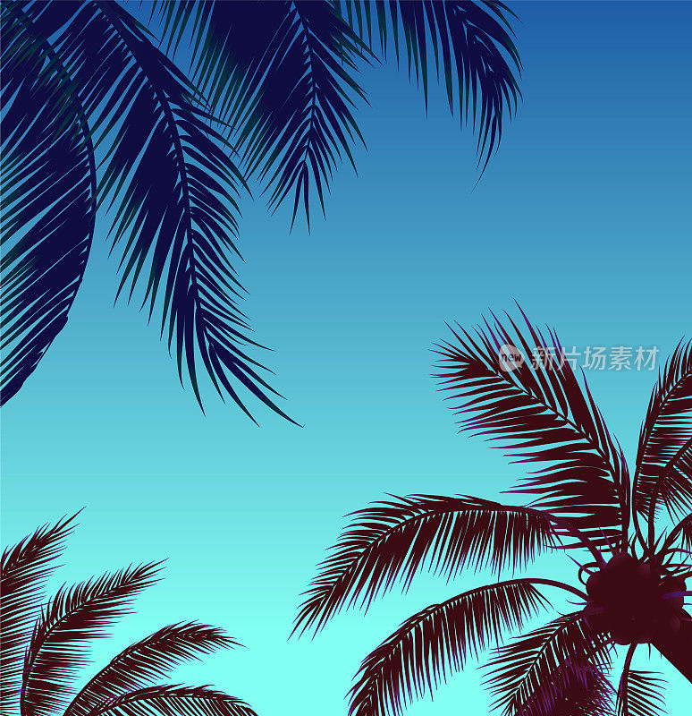 天空与棕榈树，蓝天和棕榈叶