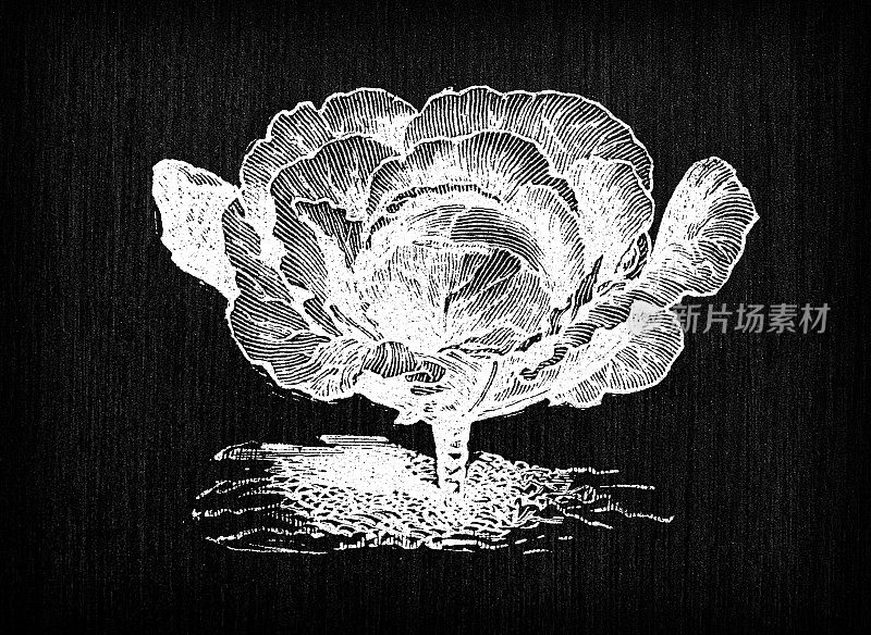 植物学蔬菜植物古董雕刻插图:红埃尔福特卷心菜