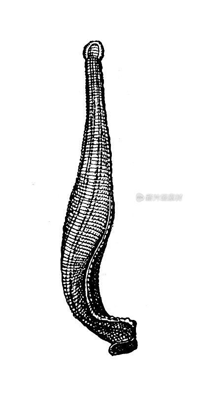 古董插图:水蛭