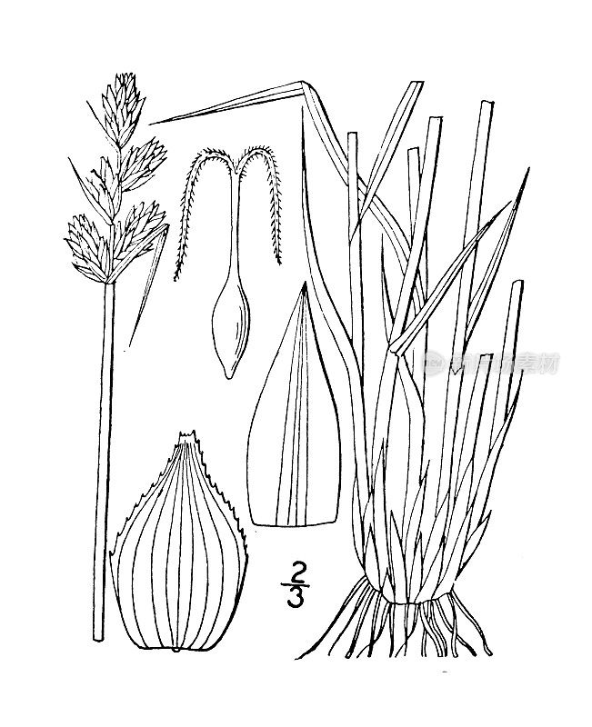 古植物学植物插图:苔草，褐莎草