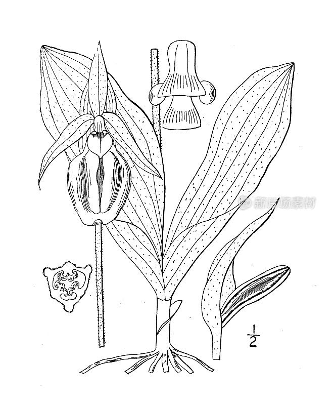 古植物学植物插图:杓兰，无茎女士拖鞋，莫卡辛花