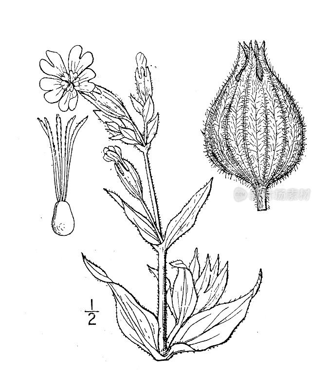 古植物学植物插图:白屈屈草、白屈屈草、晚屈屈草