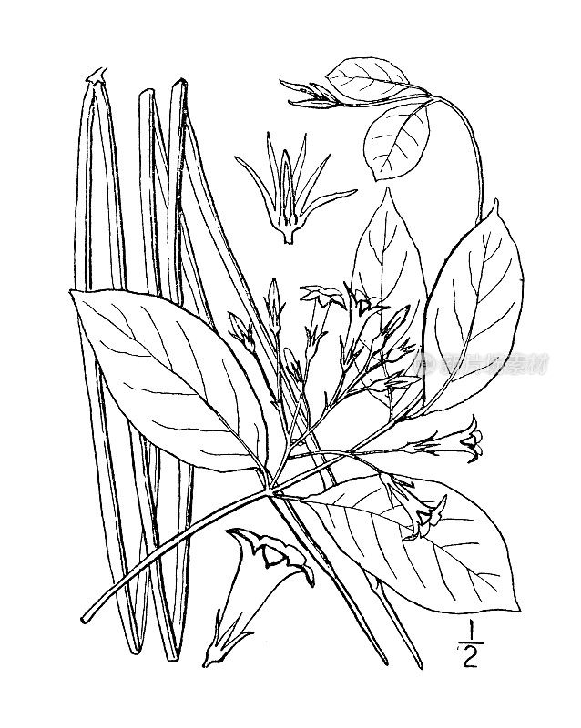 古植物学植物插图:异形根孢、根孢