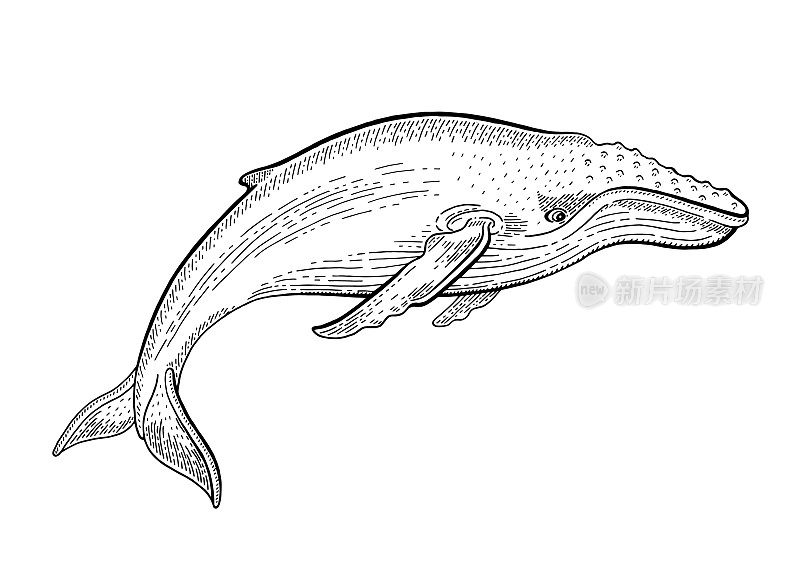 座头鲸矢量插图。海洋动物线条画。古木刻艺术中的海水鲸鱼。墨水海洋素描在白色背景。矢量水下座头鲸环保设计