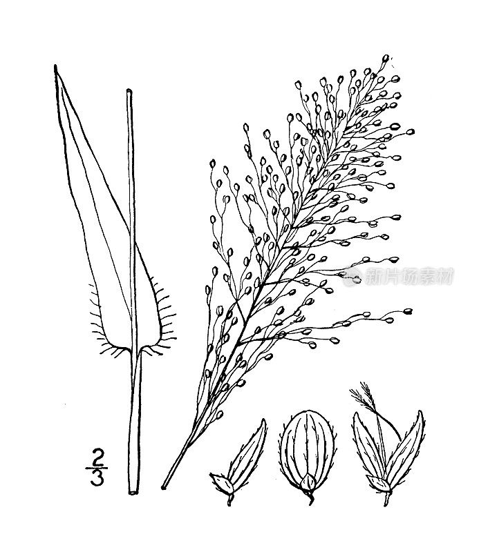 古植物学植物插图:圆锥花序，圆果圆锥花序