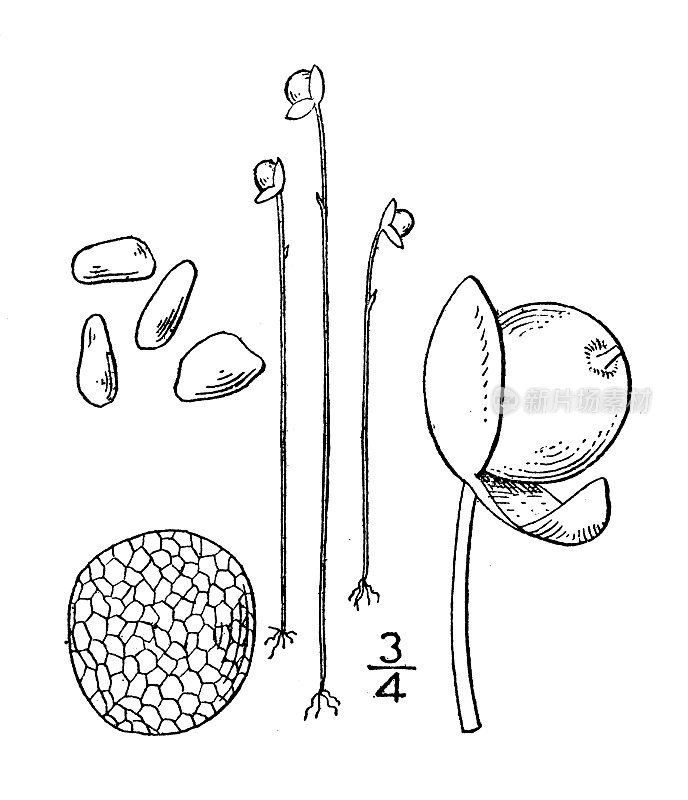 古植物学植物插图:闭狸藻，封闭狸藻