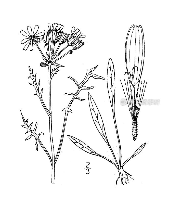 古植物学植物插图:塞内西奥，西杂草