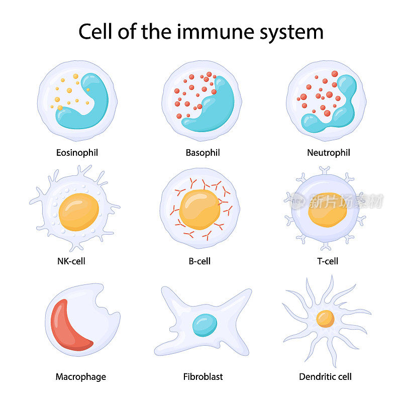 免疫系统的细胞。白细胞或白细胞嗜酸性粒细胞，嗜中性粒细胞，嗜碱性粒细胞，巨噬细胞，成纤维细胞和树突状细胞。