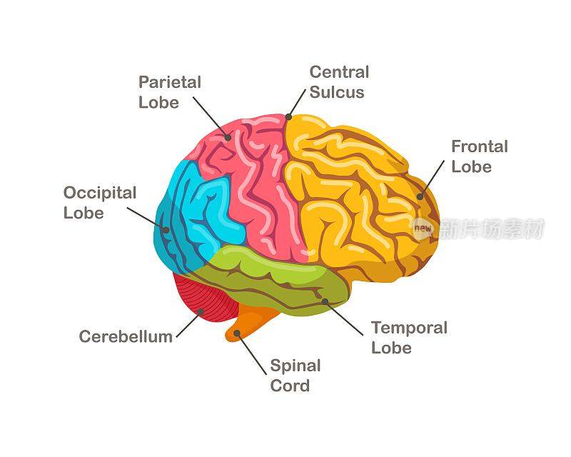 人类大脑的部分。解剖学。器官侧视图