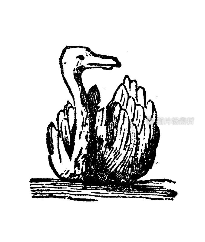 古玩雕刻插图:天鹅
