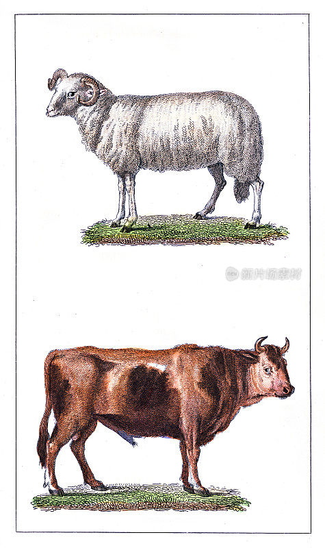 公羊和公牛雕刻色谱仪1880年