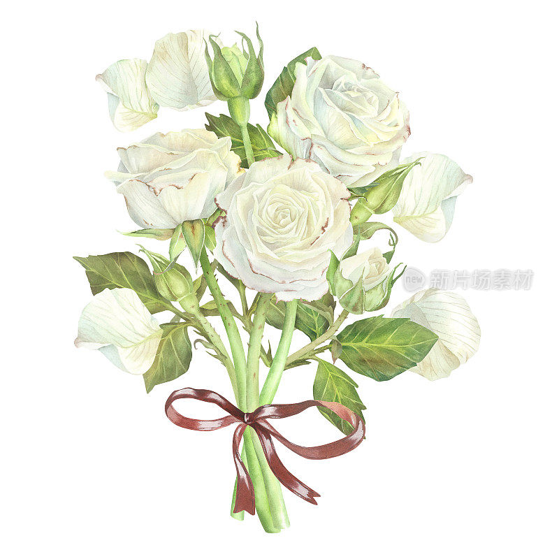 红蝴蝶结的白玫瑰花束。水彩插图。孤立在白色背景上。适用于贴纸、贺卡、彩妆、婚礼请柬、彩妆包装、蜡烛的设计
