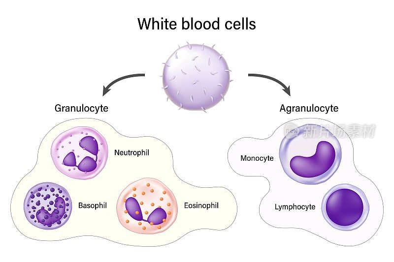 白细胞。粒细胞和粒细胞。嗜碱性粒细胞，中性粒细胞，嗜酸性粒细胞，单核细胞和淋巴细胞。白细胞。血细胞教育医学信息。