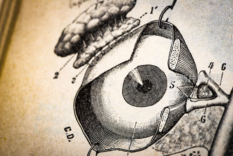 古董医学科学插图高分辨率:眼睛