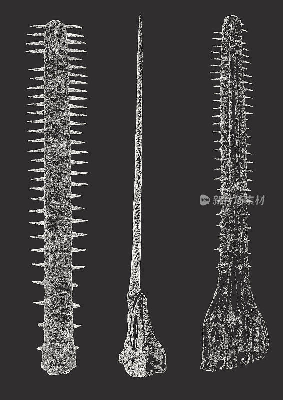 锯鳐和独角鲸的长牙