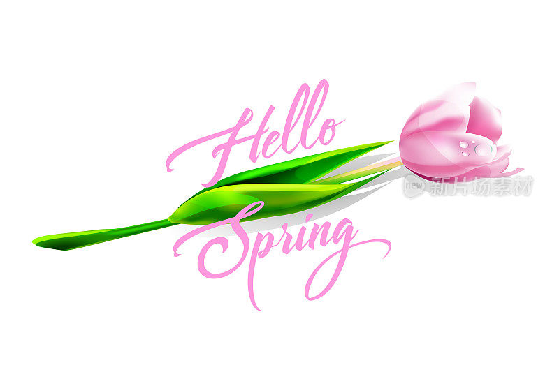 你好，春天，现实主义风格。粉红色的郁金香与问候文字孤立的白色背景。复活节春装为节日装饰。