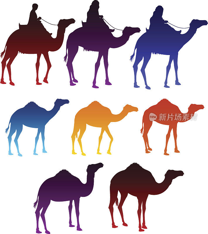 彩色骆驼和阿拉伯人骑马
