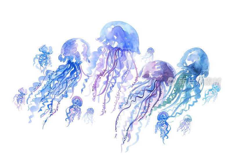 孤立的水母群水彩插图。