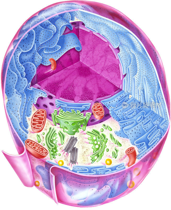 细胞-显示内部结构