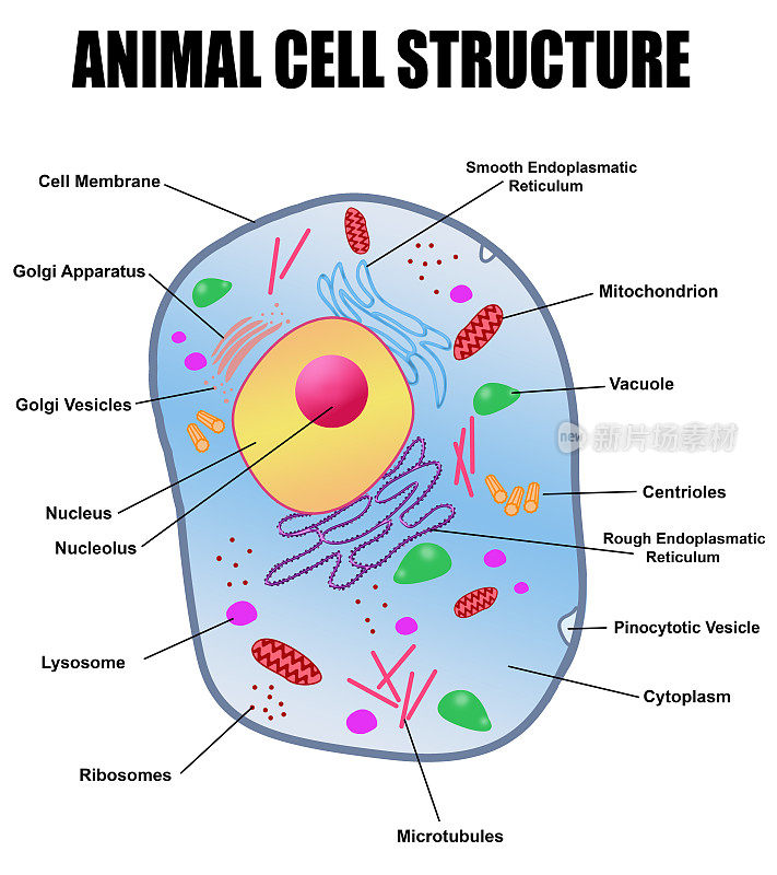 动物细胞结构