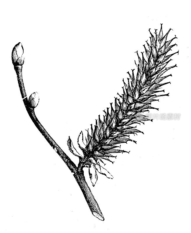 植物学植物仿古雕刻插图:柳树(白柳)