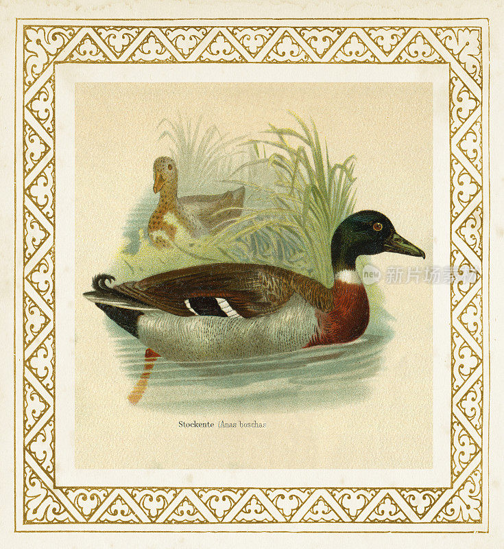 野鸭鸭阿纳斯博沙插图1897