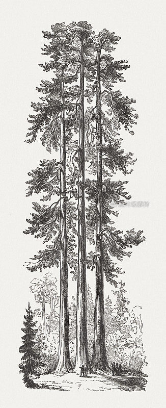 《三格雷斯》，美国约塞米蒂国家公园，木版，出版于1894年