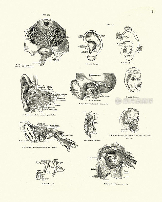 人体解剖学，眼，耳，维多利亚解剖学绘画