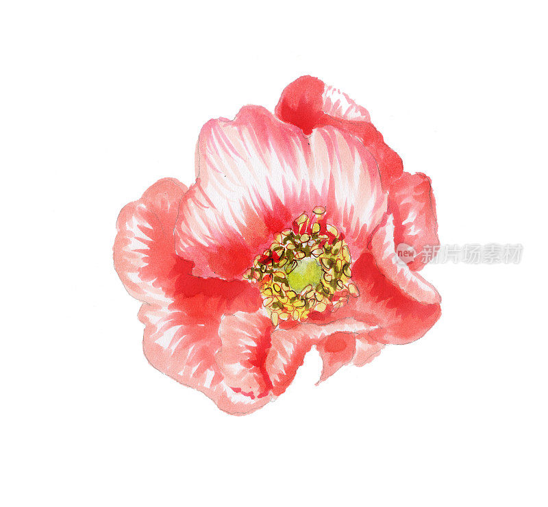 蔷薇属植物的花。孤立在白色背景上的美丽玫瑰。复古植物手绘插图。婚礼设计。色花图案