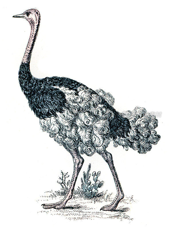 鸵鸟雕刻1872