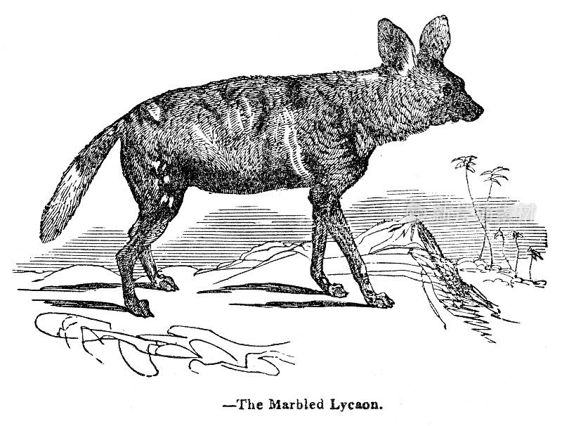 1893年的非洲野狗雕刻