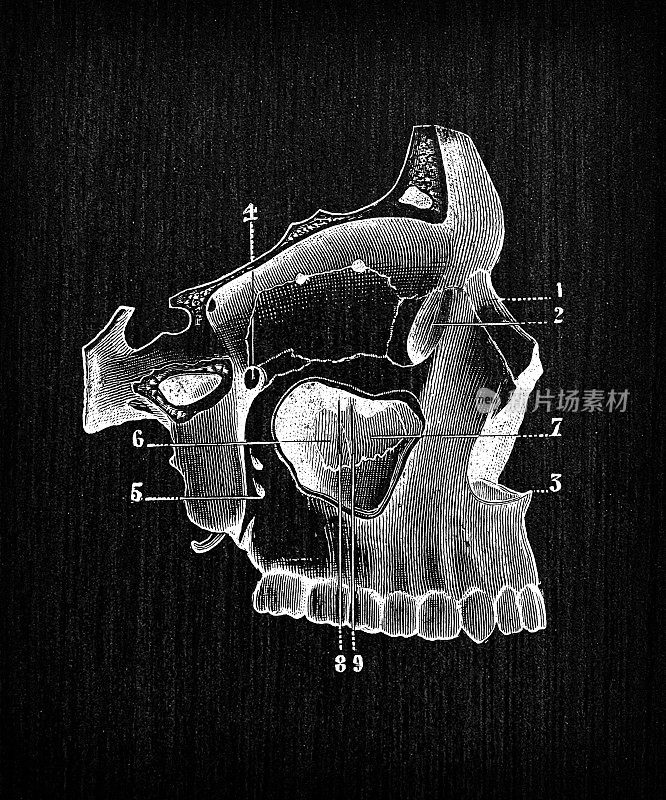 人体解剖骨骼古董插图，头骨:眼眼眶，下巴，鼻子