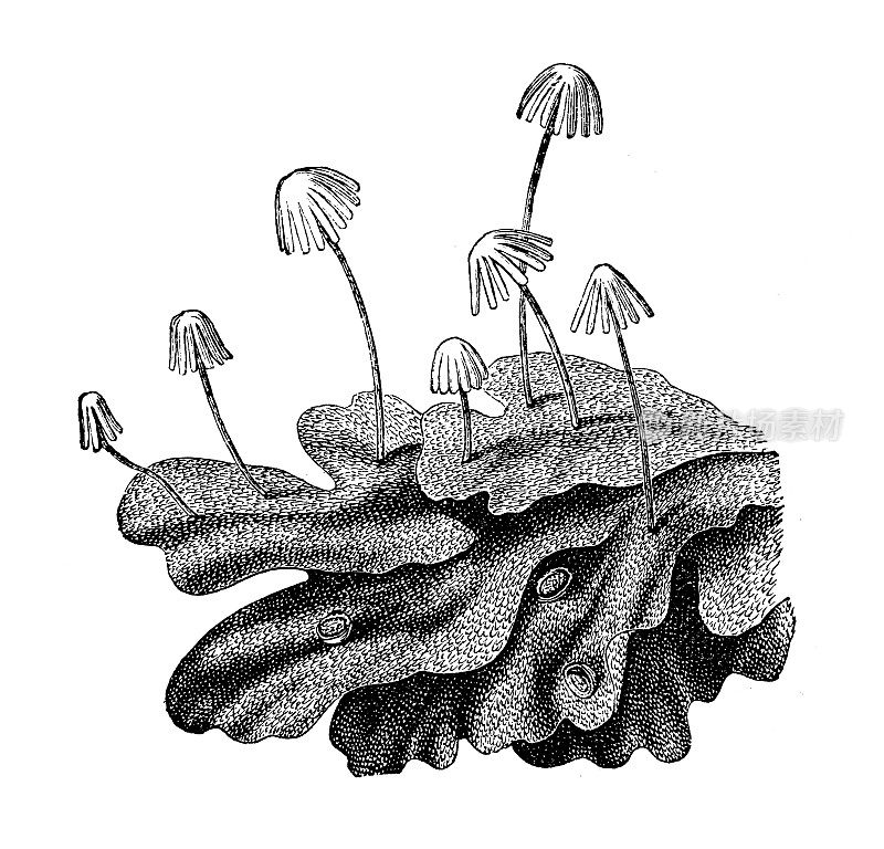 古植物学插图:地衣、普通苔、伞苔