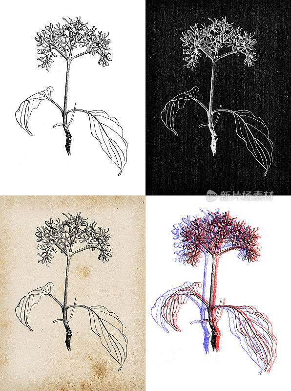 古董植物学插图:山茱萸，普通山茱萸，血山茱萸