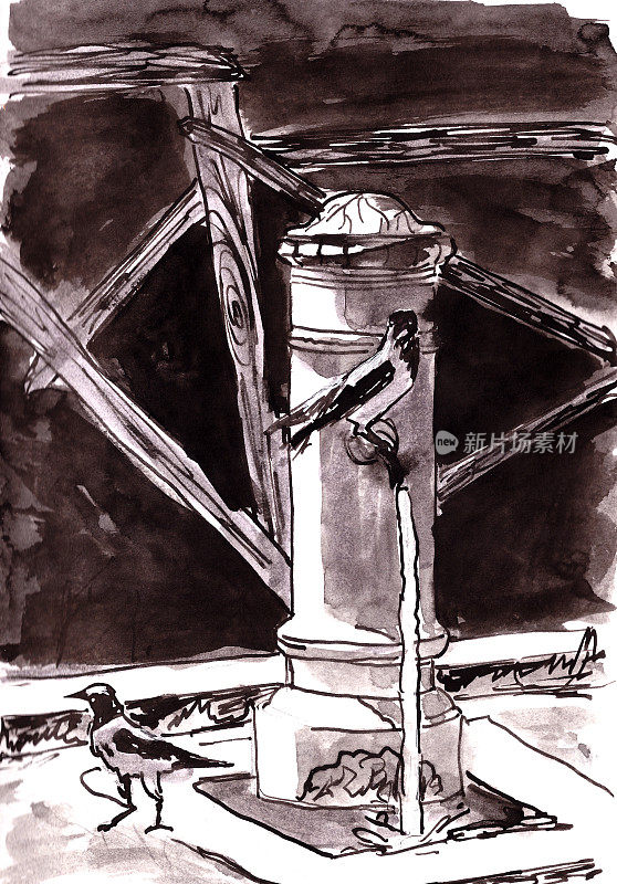意大利罗马乌鸦在水柱上，旅游写生，绘图