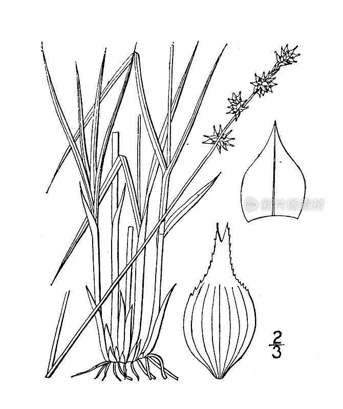 古植物学植物插图:苔草，小刺莎草