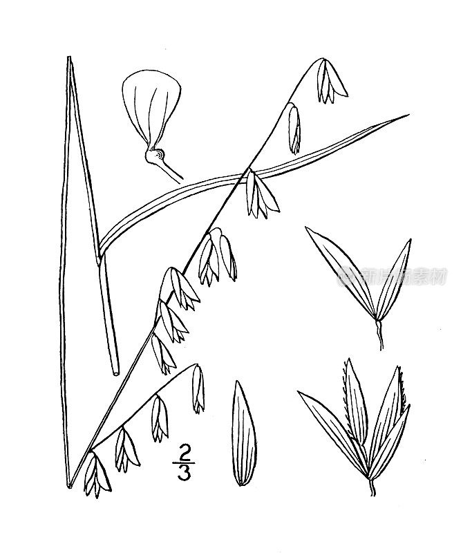 古植物学植物插图:梅里卡，狭窄的梅里卡草