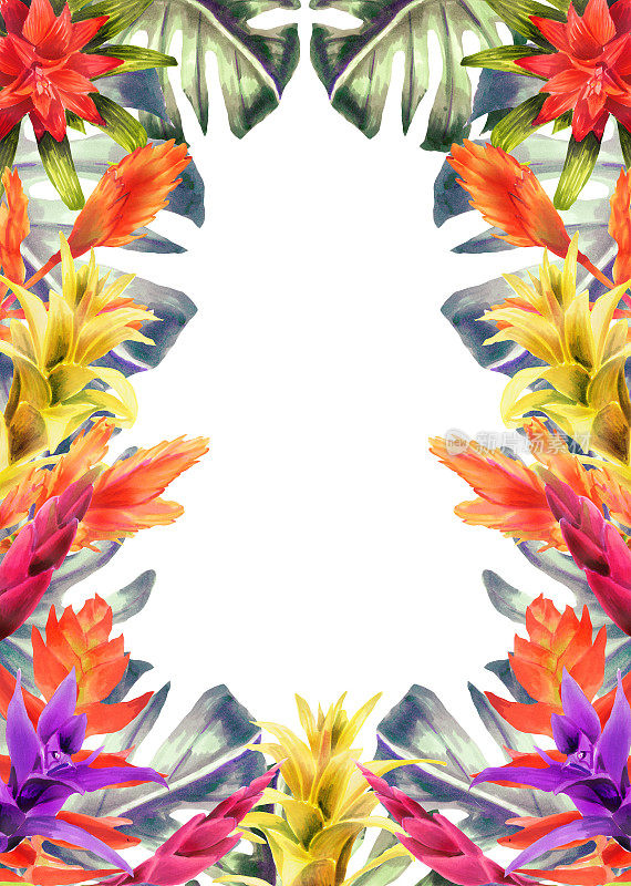 手绘凤梨科花与叶的水彩竖框。春天或夏天鲜花邀请，婚礼或贺卡。凤梨属植物的植物学插图