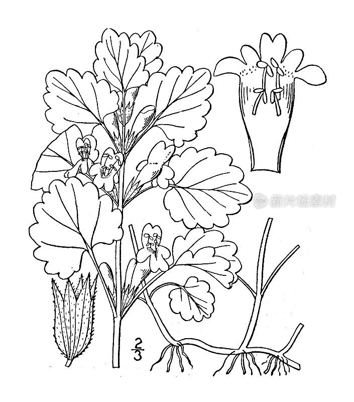 古植物学植物插图:野胶、常春藤
